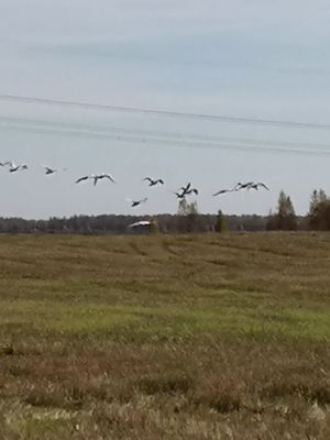 Zarinsk okrestn40.jpg