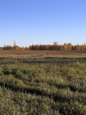 Zarinsk okrestn24.jpg