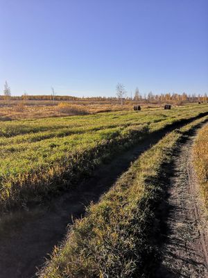 Zarinsk okrestn23.jpg