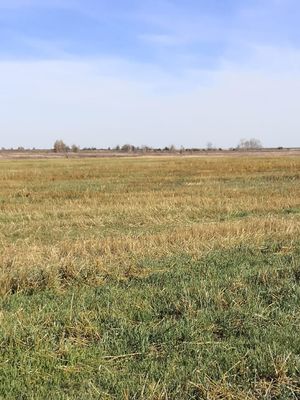 Zarinsk okrestn41.jpg